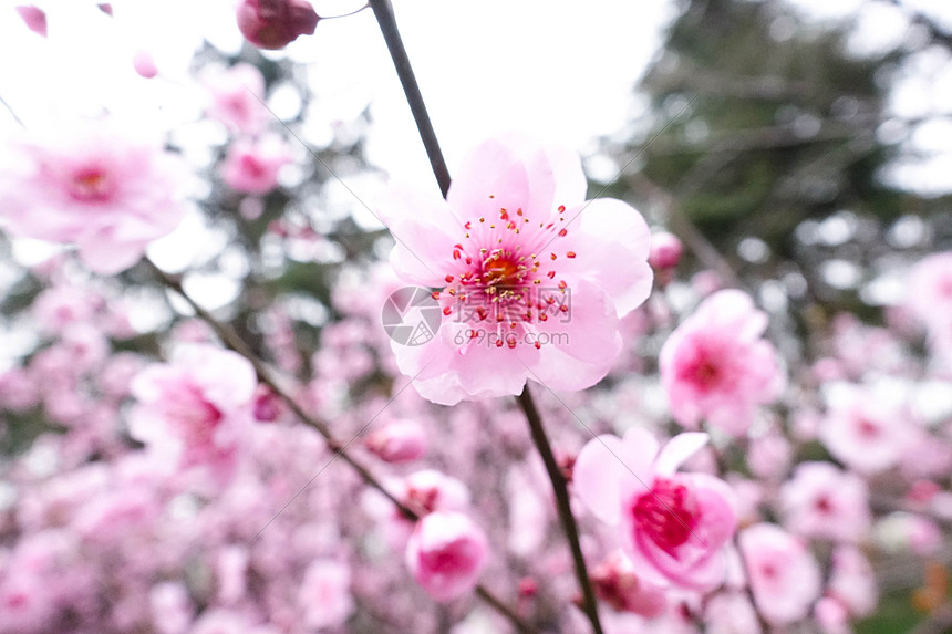 春季盛开的桃花图片