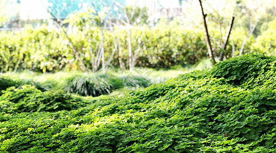 上海辰山植物园绿色植物图片