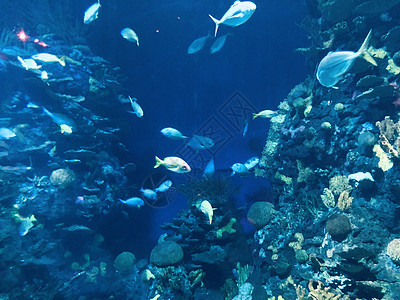 水族馆背景图片