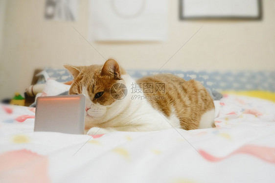 猫咪与电脑图片