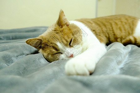 躺着睡觉的小猫咪高清图片