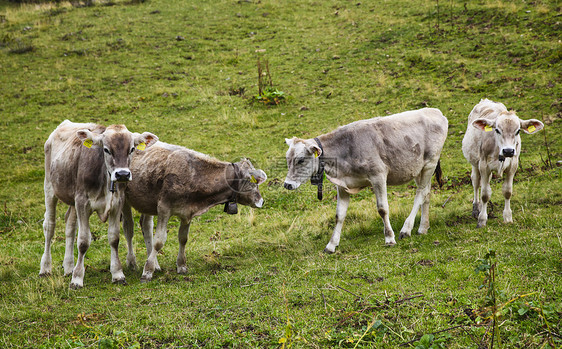 瑞士阿尔卑斯山区的奶牛图片