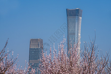 城市梅花图片