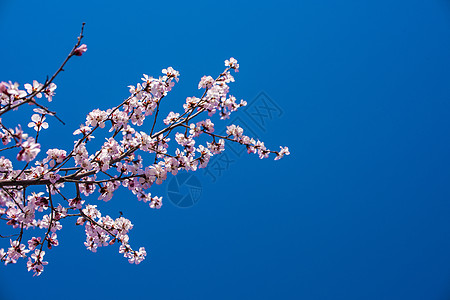 粉色腊梅花春季梅花背景