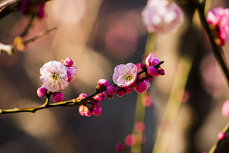 春季梅花图片