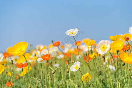 虞美人花背景