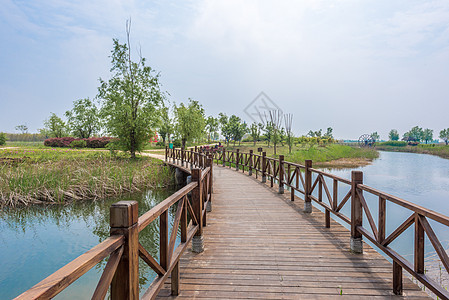 江苏宿迁洪泽湖湿地春季风光背景图片