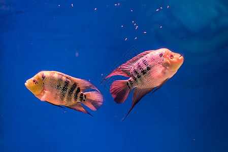 江苏宿迁水族馆的宠物鱼图片