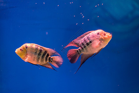 江苏宿迁水族馆的宠物鱼背景图片