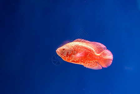 江苏宿迁水族馆的宠物鱼图片