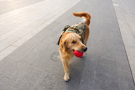 金毛寻回犬叼着球的金毛狗狗背景