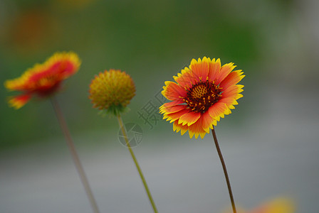 菊花背景