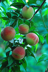 树上的桃子树上的果实高清图片
