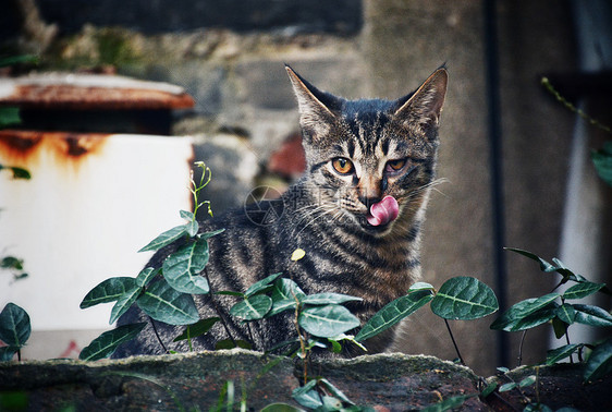 舔嘴巴的猫图片