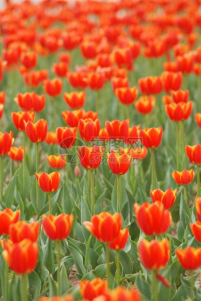 郁金香花朵图片