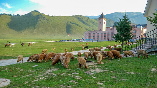 新疆喀纳斯草原羊图片