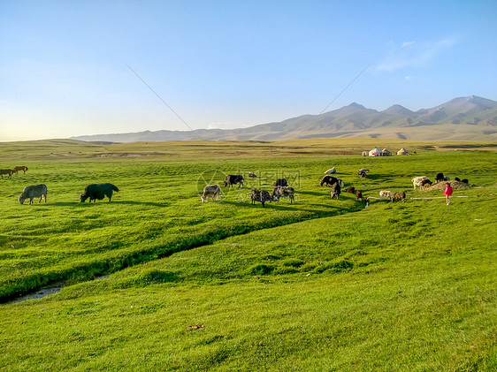 新疆喀纳斯草原牧场风光图片