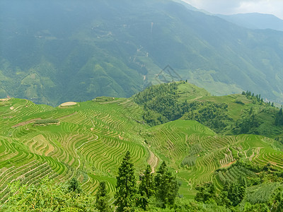 龙脊山桂林龙脊梯田风光背景