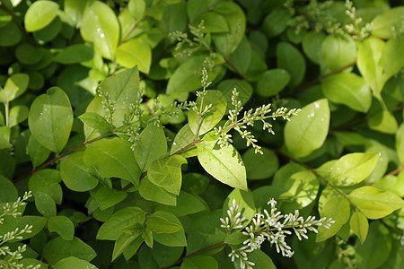 茶树茶树绿叶高清图片