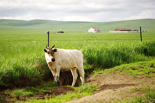 内蒙古草原上的牛图片