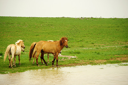 内蒙古平顶山马群图片