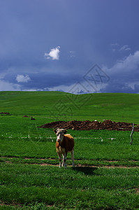 内蒙古草原牛图片