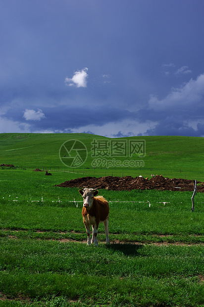 内蒙古草原牛图片