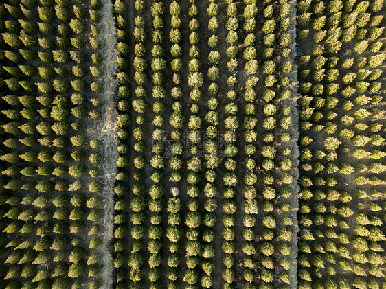 茂密的松针林图片