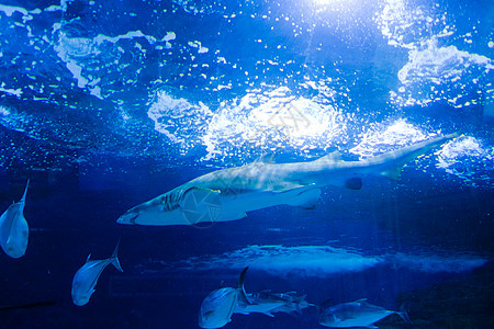 鱼logo水族馆内游动的鲨鱼背景