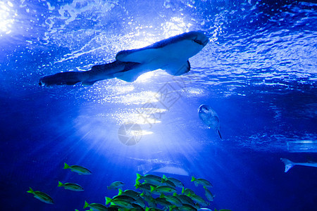 水族馆内游动的鲨鱼图片