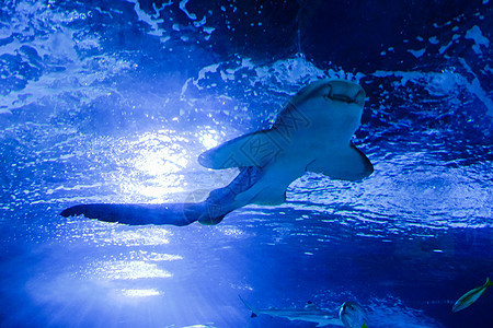 水族馆内游动的鲨鱼图片