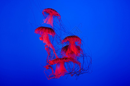 水族馆水母图片