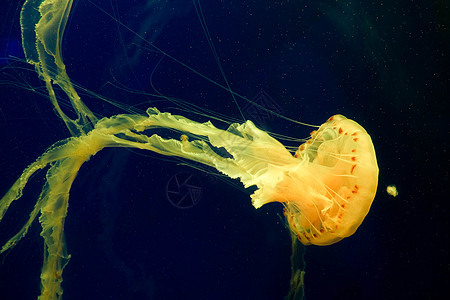 水族馆水母背景图片