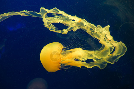 水族馆水母背景图片