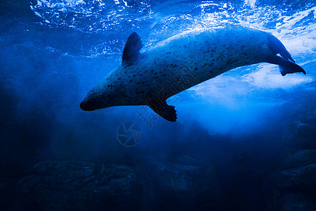 游动的斑海豹图片