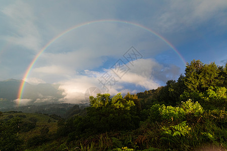 树与彩虹素材彩虹背景