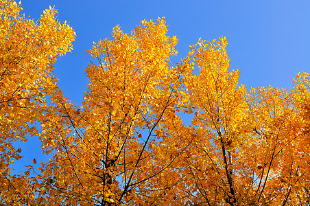 金色的树叶图片