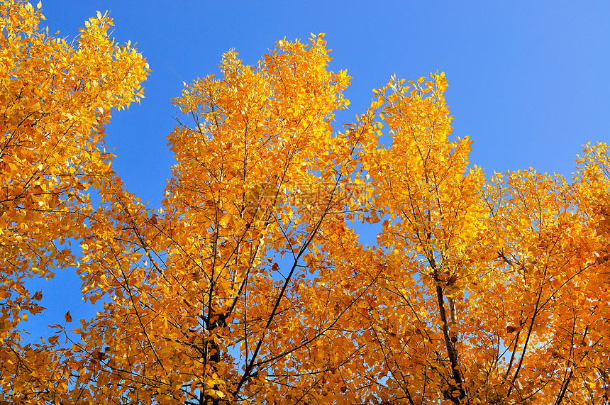 金色的树叶图片