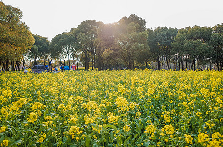 上海世纪公园油菜花图片