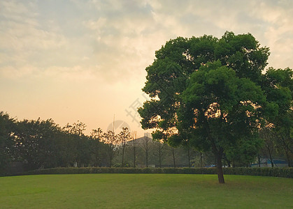 夕阳下的大树背景图片