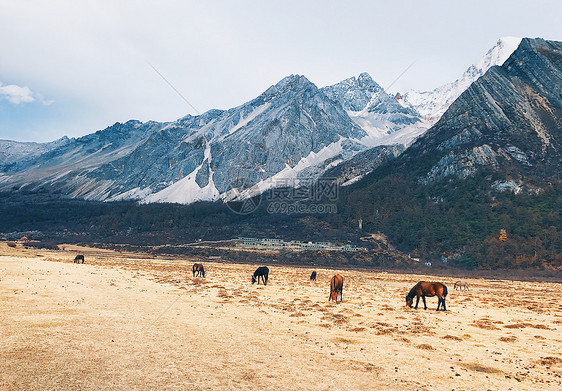 高原雪山下的马场图片