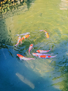 池塘里的锦鲤图片
