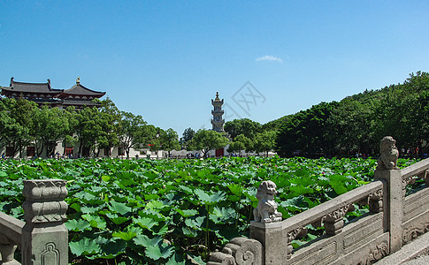 浙江普陀山普陀山园林风光背景