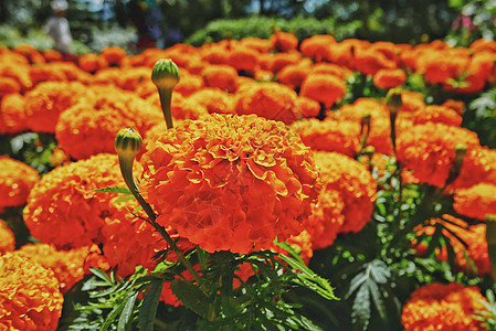 菊花干花花圃中盛开的万寿菊背景