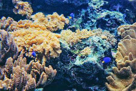 海底世界珊瑚礁图片