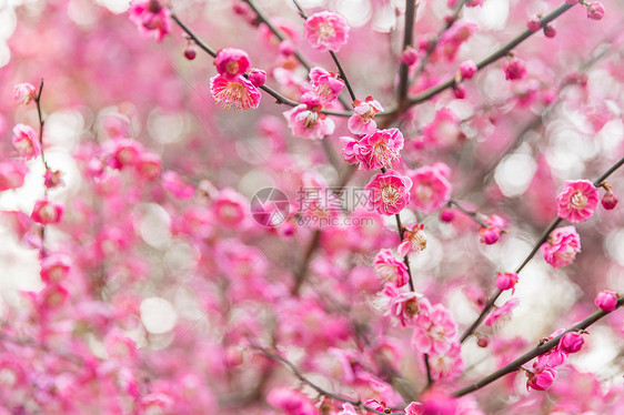 梅花图片