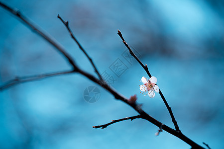 禅意树枝上一朵樱花图片