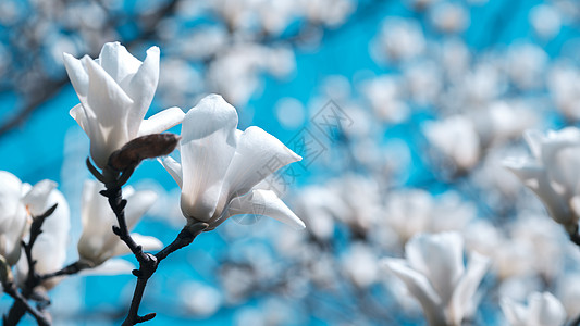 白玉兰花开茂盛的树高清图片