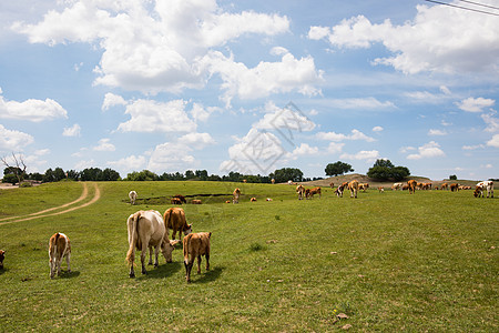 草原牧场牛羊图片