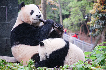 成都大熊猫基地玩耍的熊猫图片